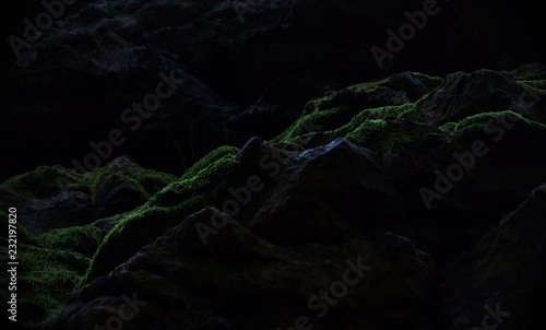 detail of the rock in dark forrest