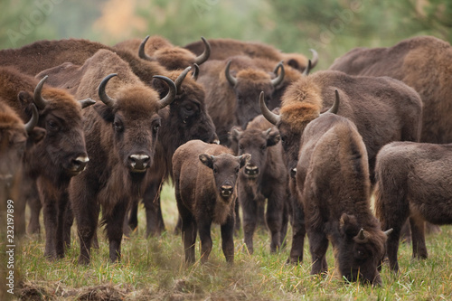 European bison, bison bonasus, Ralsko photo