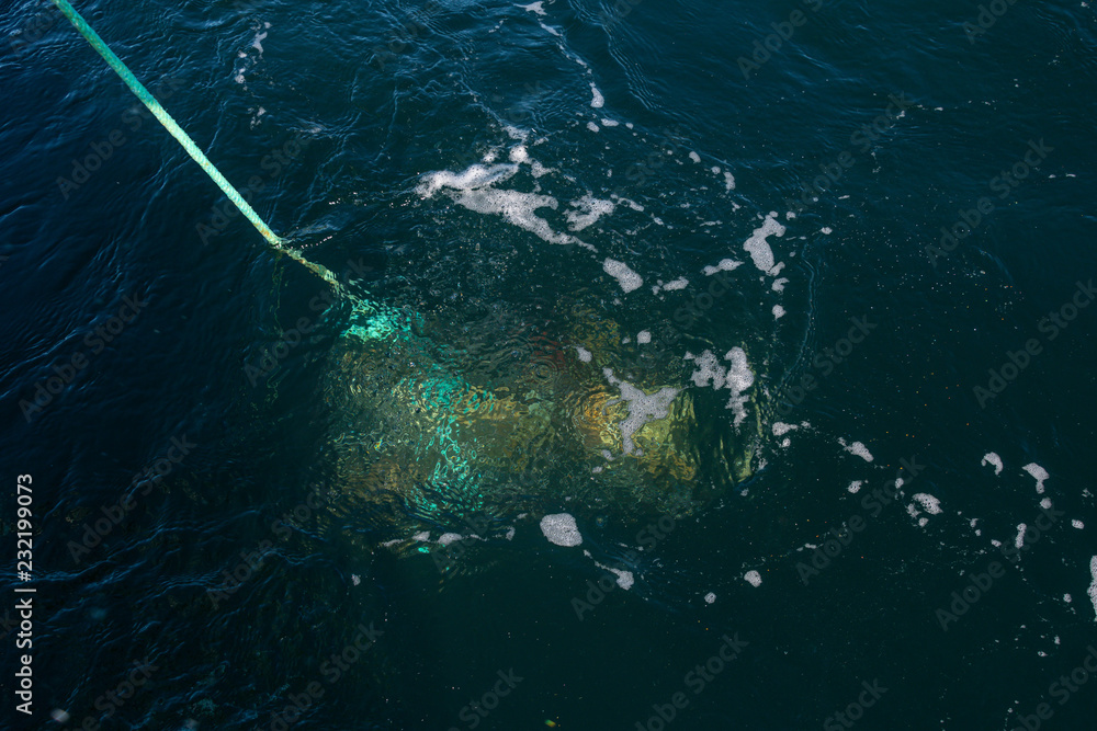 Fototapeta premium Crab pot being pulled out the ocean with dungeness crab in it 