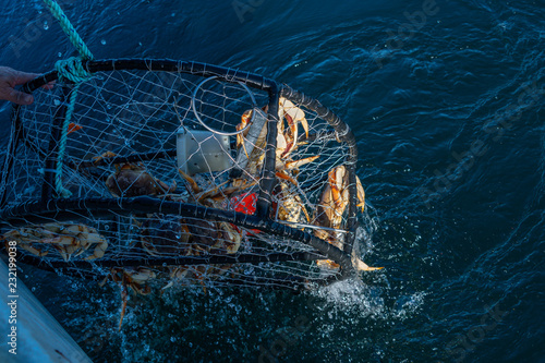 Crab pot being pulled out the ocean with dungeness crab in it  photo