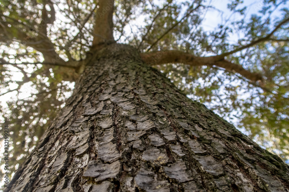 tree trunk close up