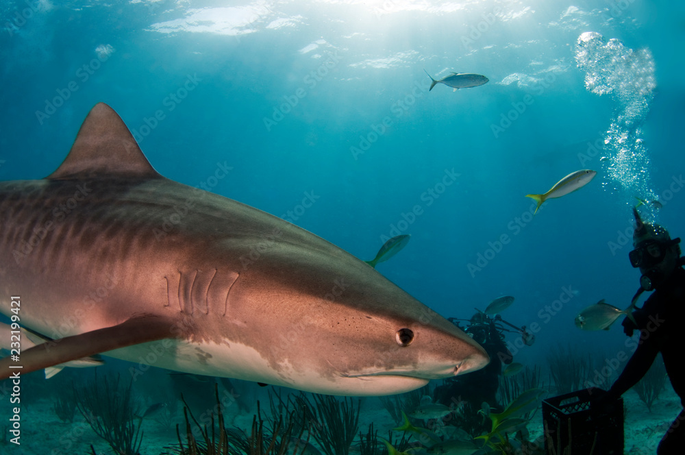 Obraz premium Tiger Shark