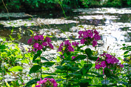 Beautiful Garden of Giverny of Monet