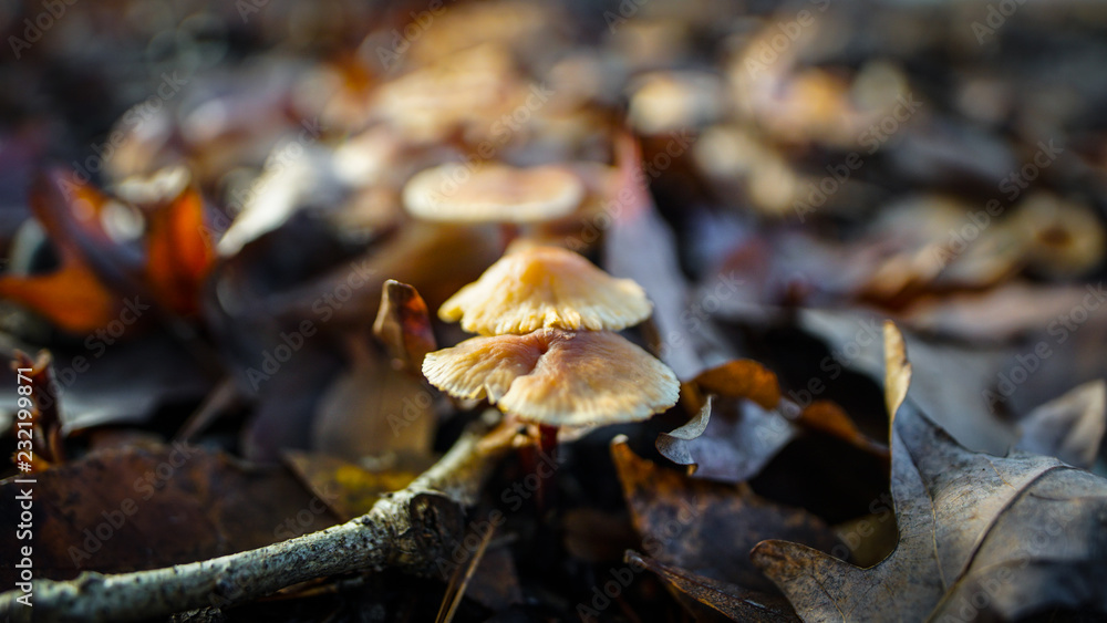 Mushrooms along the forest floor in Autumn Mushrooms along the forest floor in Autumn