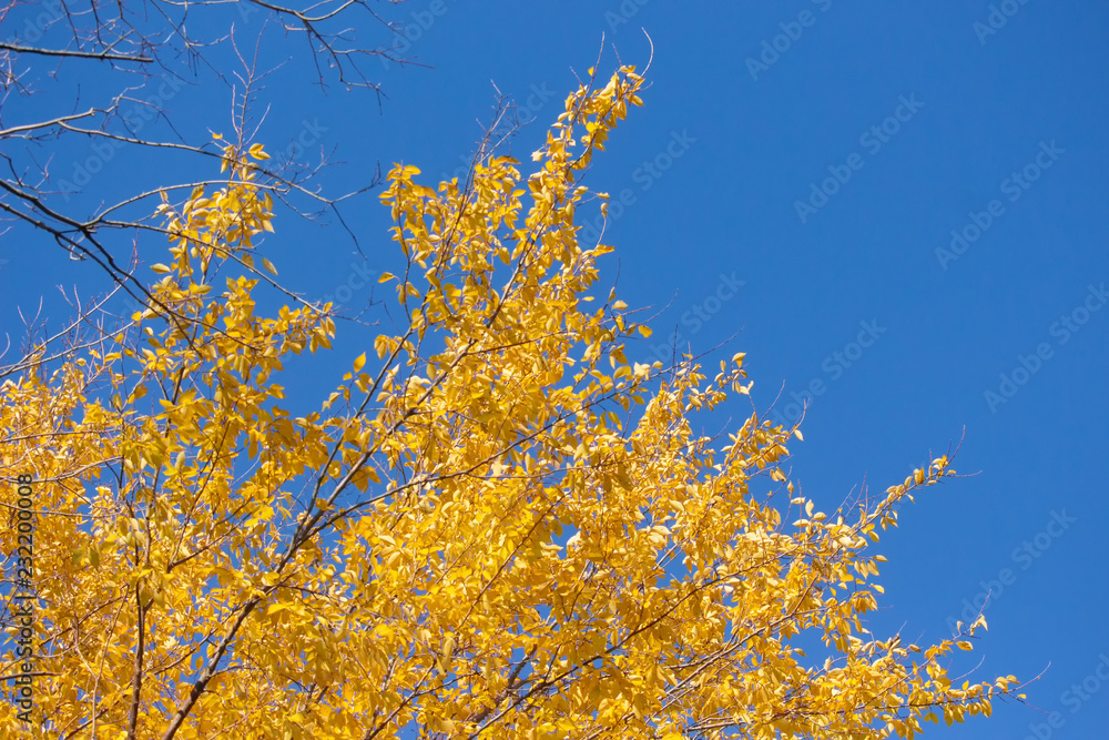 Branches in the Breeze Branches in the Breeze