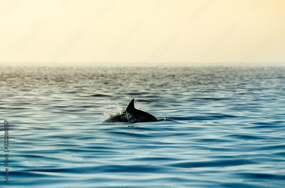 Fototapeta premium Dolphin swimming in Balinese sea. The head is under water, drops and foam are enhanced by sunrise light. Calm blue ocean in background.