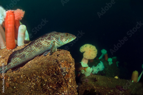 Φωτογραφία Ling Cod