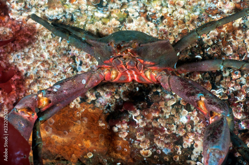 Kelp Crab photo