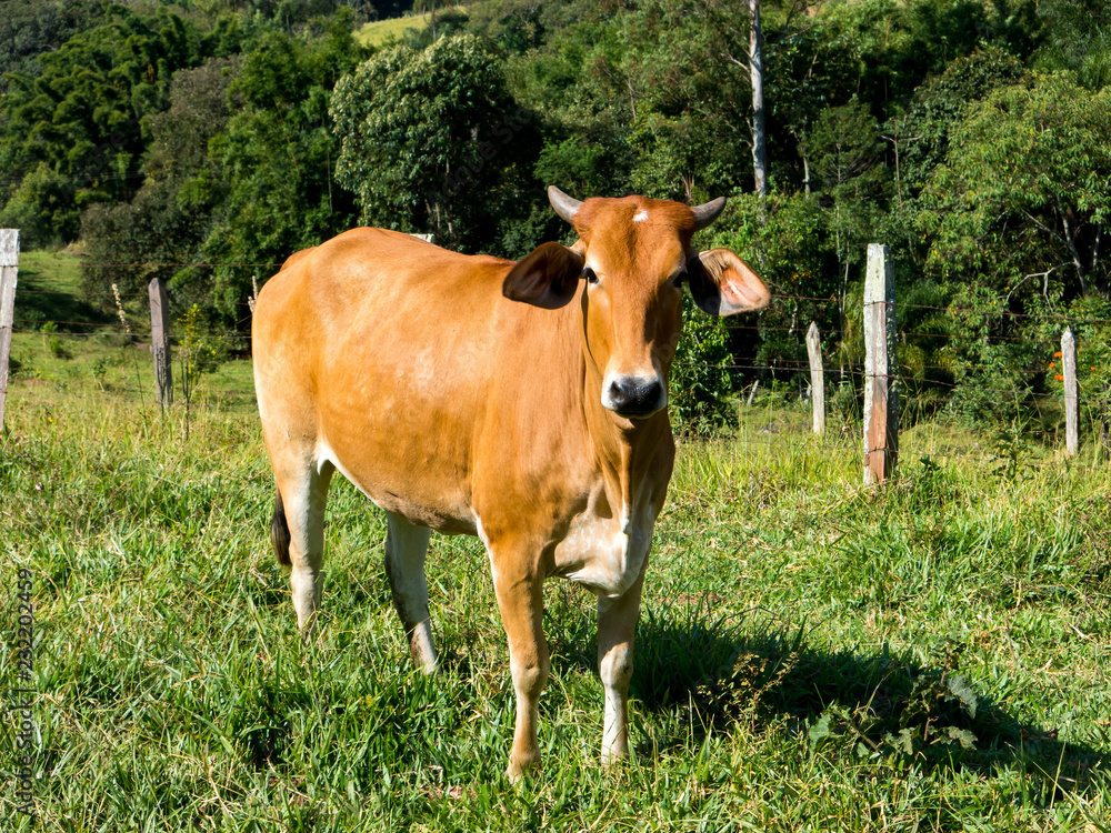 Brown ox on green pasture - bull - livestock - cattle raising Brown ox on green pasture - bull - livestock - cattle raising