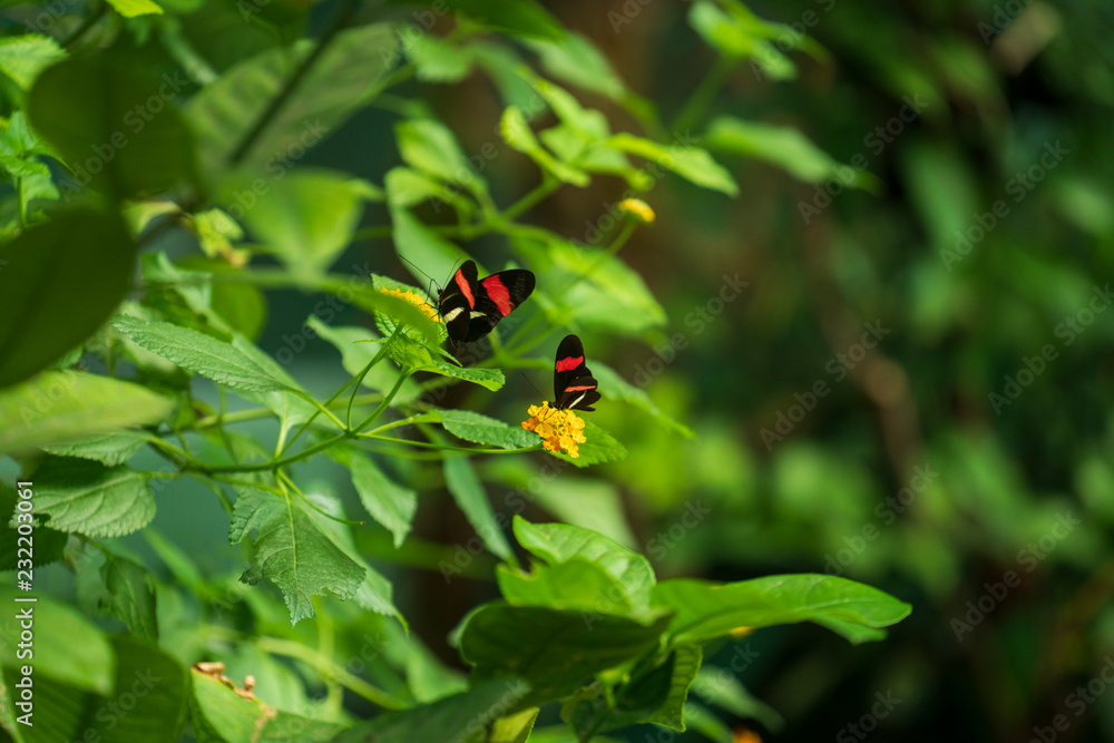 Butterfly eating at the garden Butterfly eating at the garden