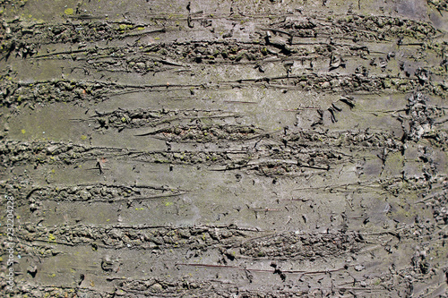 Wild cherry tree bark surface detail