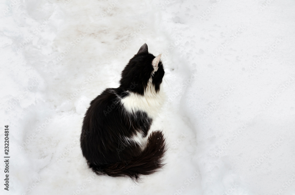 black and white cat sits in the snow