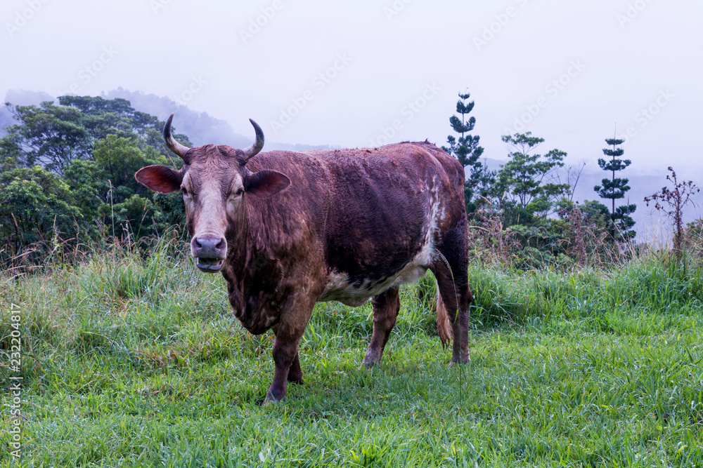 Brown Cow with Horns In Beautiful Australian Countryside Brown Cow with Horns In Beautiful Australian Countryside