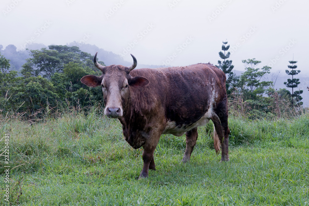 Brown Cow In Grassy Field In Australian Countryside Brown Cow In Grassy Field In Australian Countryside