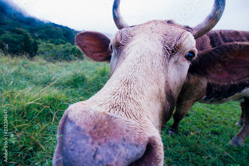 Brown Cow with Horns In Beautiful Australian Countryside  photo