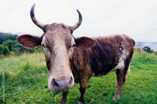 Brown Cow with Horns In Beautiful Australian Countryside 