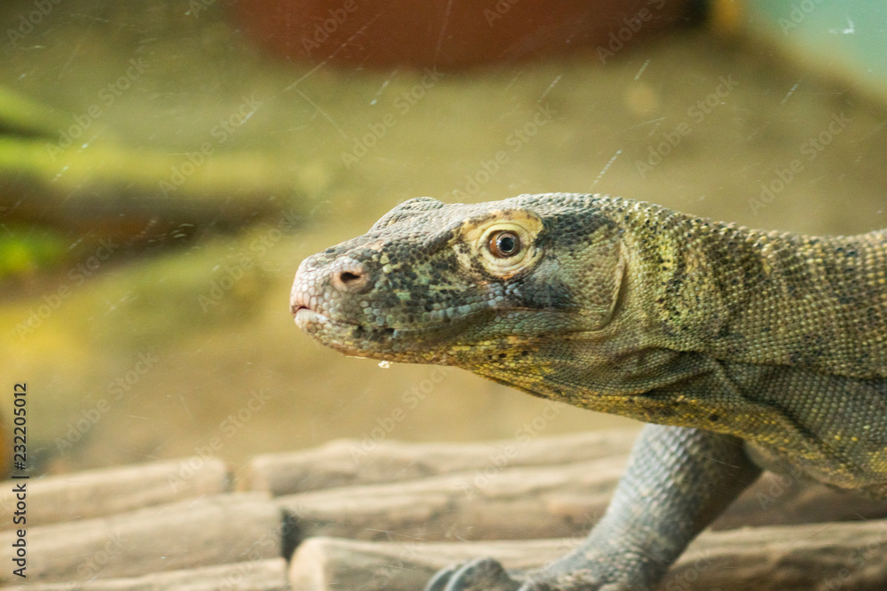 Obraz premium Comodo dragon at the zoo