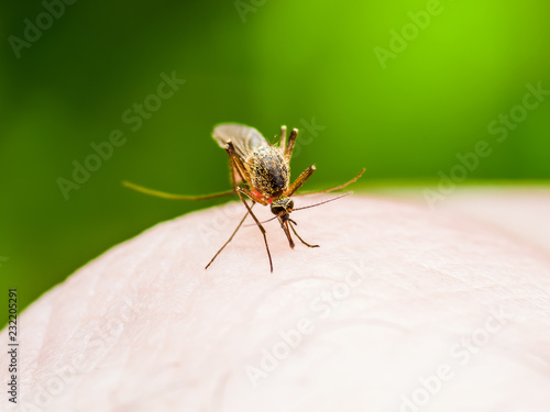 Yellow Fever, Malaria or Zika Virus Infected Mosquito Insect Macro on Green Background