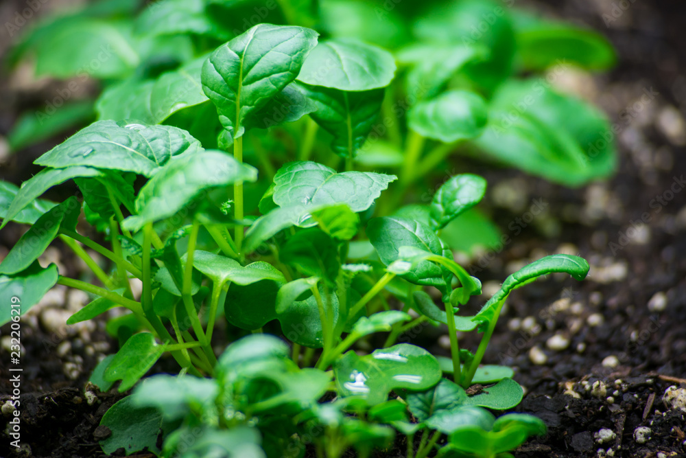 Arugula sprouts in the garden Arugula sprouts in the garden