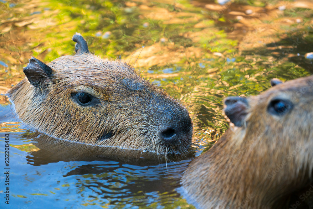 Capybaras playing in the pool at the zoo Capybaras playing in the pool at the zoo