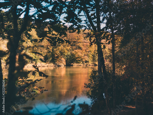 Fall forest on the creek