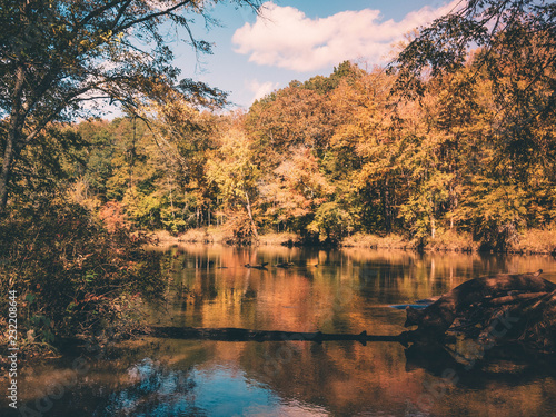 Fototapeta Naklejka Na Ścianę i Meble -  Fall forest on the creek