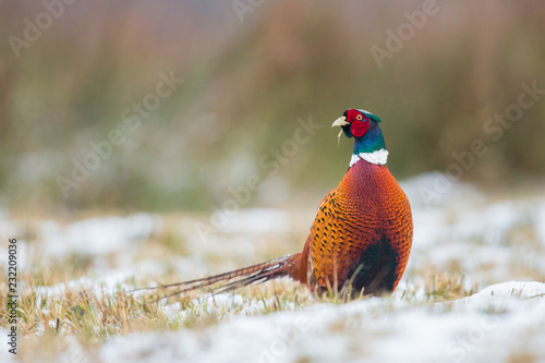 Cuadro en lienzo Birds - Common Pheasant (Phasianus colchicus) male - cock