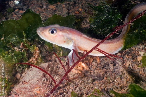Photography Eel Pout