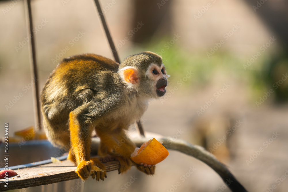 Fototapeta premium Squirrel monkey eating a orange at the zoo