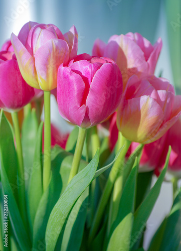 Pink tulip background texture