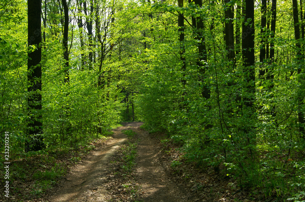 Obraz premium Forest trees. nature green wood sunlight backgrounds