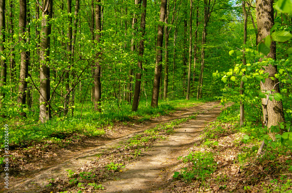 Forest trees. nature green wood sunlight backgrounds Forest trees. nature green wood sunlight backgrounds