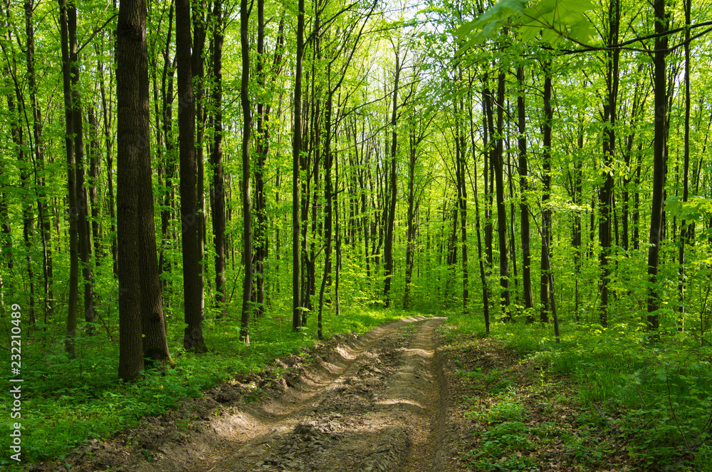 Forest trees. nature green wood sunlight backgrounds Forest trees. nature green wood sunlight backgrounds