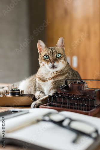 cat stay on table photo