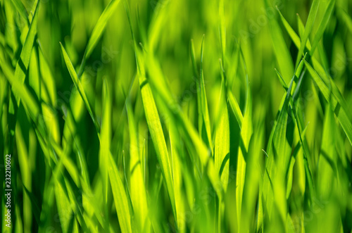 green grass background with selective focus