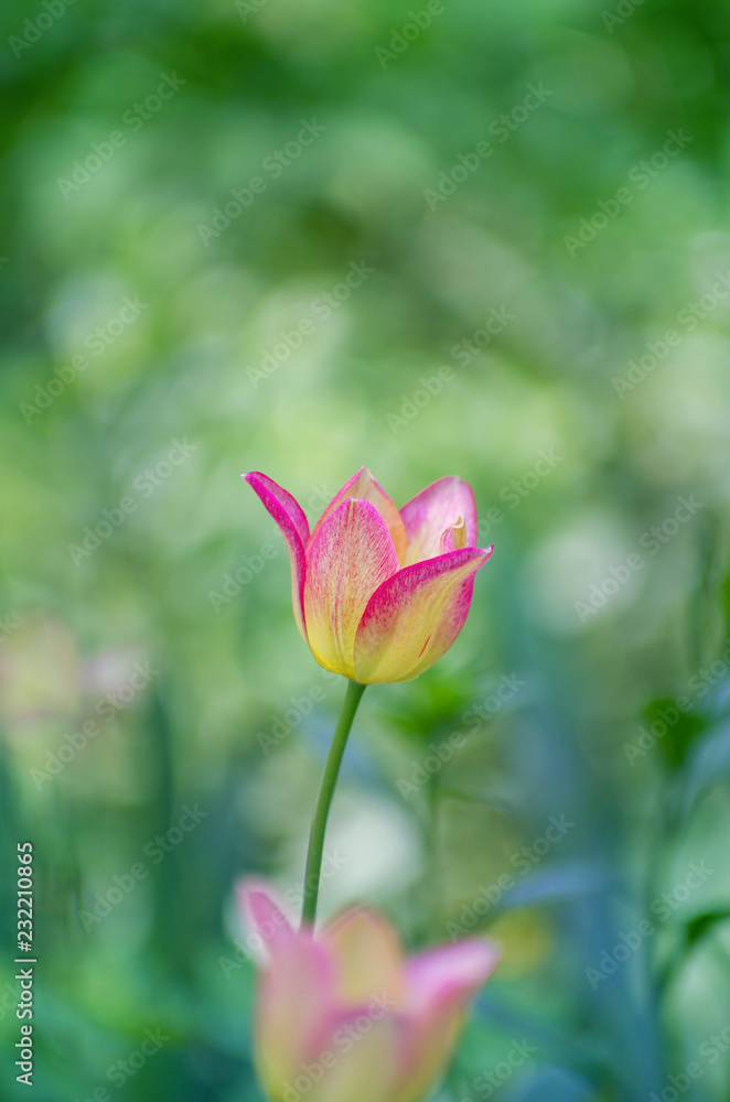 Tulip flower pink is blooming Tulip flower pink is blooming