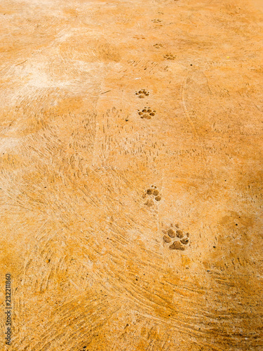 Dog steps on cement floor - semiotic indices photo