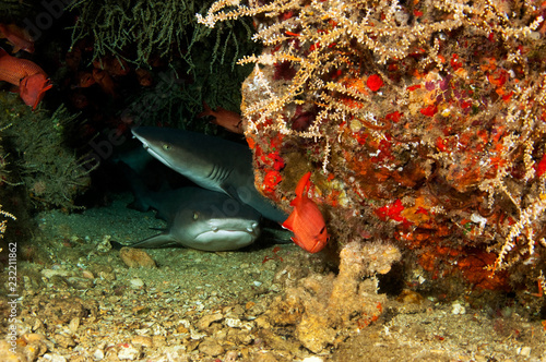 White Tipped Reef Shark photo