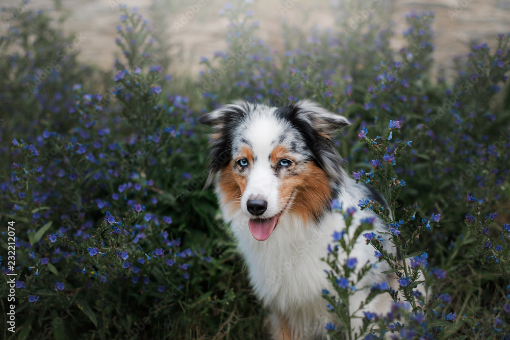 Dog in colors on stone wall background. Cute Australian shepherd with blue eyes