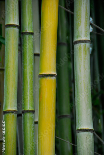 Bamboo  Kyoto  Arashiama