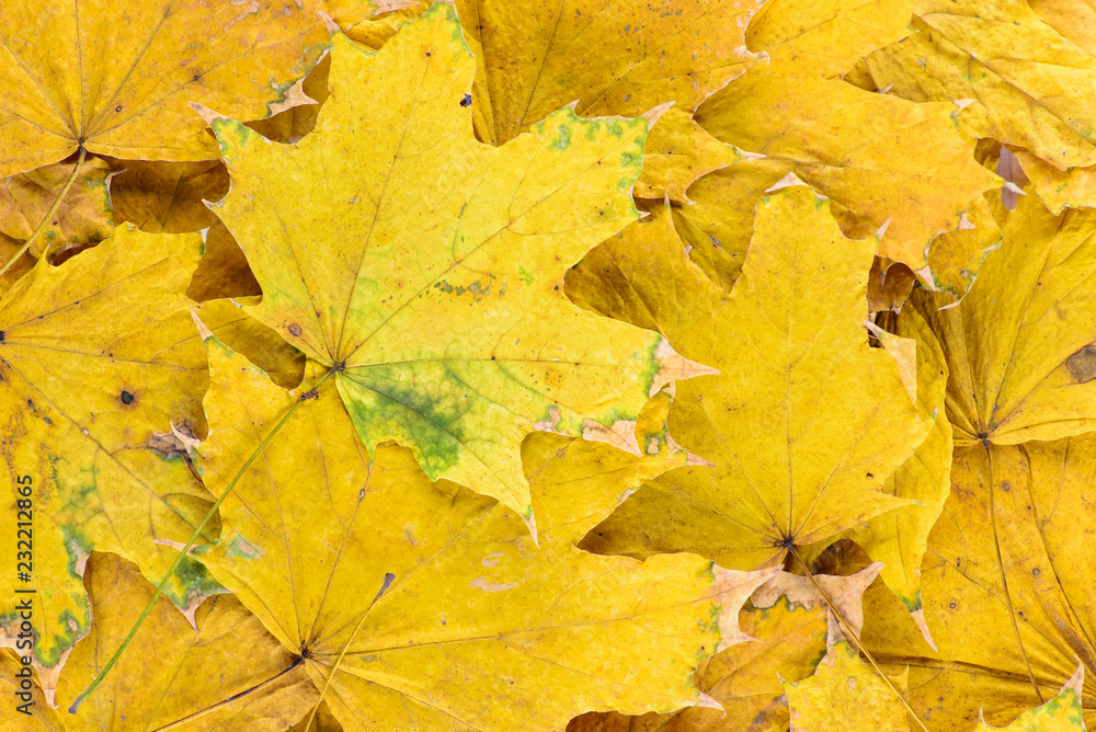 autumn yellow leaf background