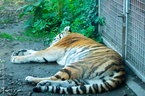 Tiger lying on the ground at the zoo