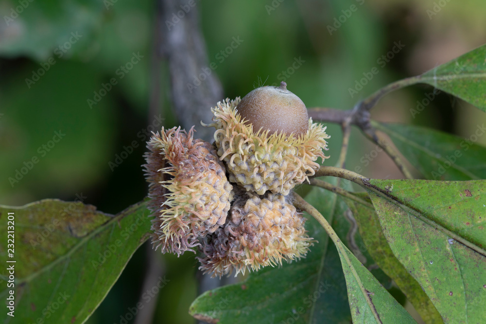 Фотография Burr Oak Acorns