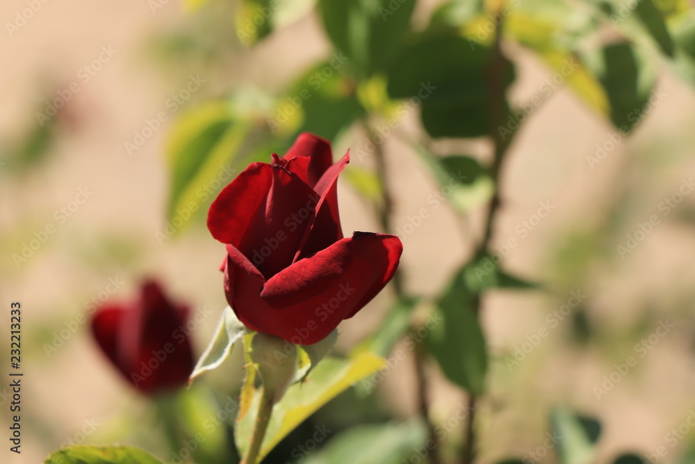 rose bud rose bud