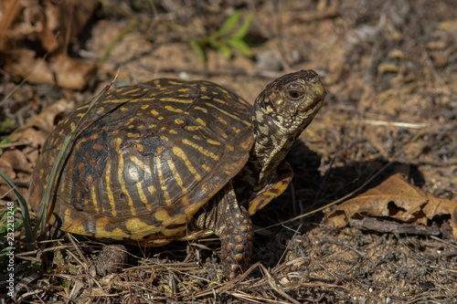 Ornate Box Turtle on the prairie
