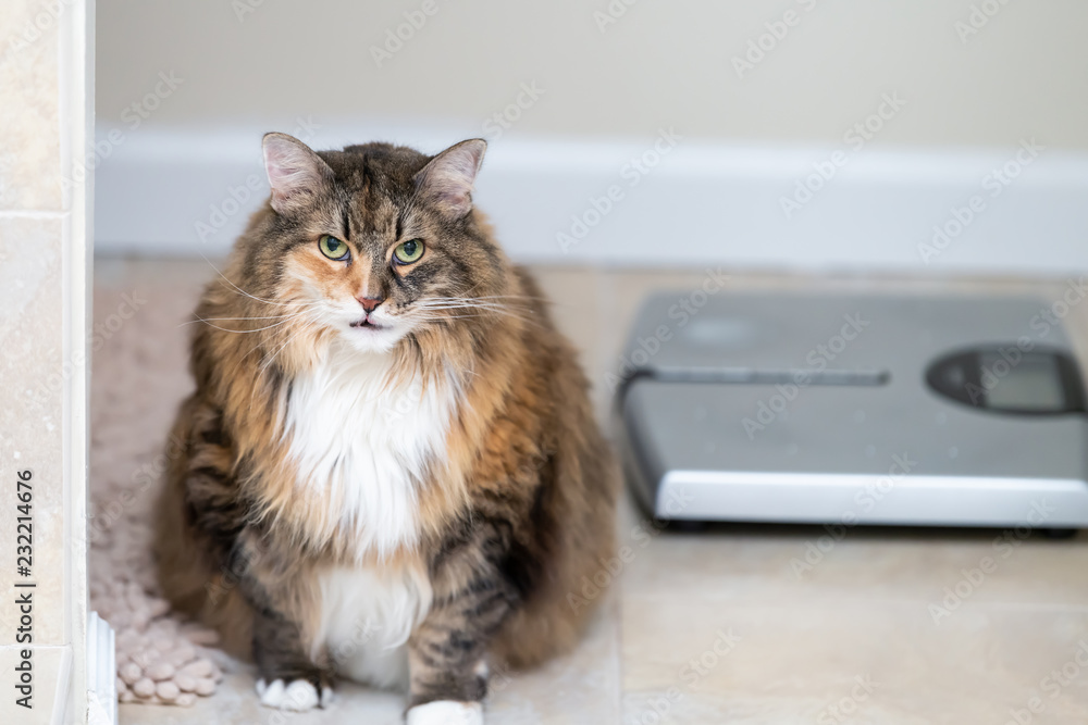 Calico maine coon cat sitting meowing, open mouth in bathroom room in