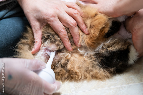 Closeup of calico maine coon cat butt behind receiving enema bulb, overweight constipated sick feline, people hands at home veterinarian, petroleum jelly lube photo