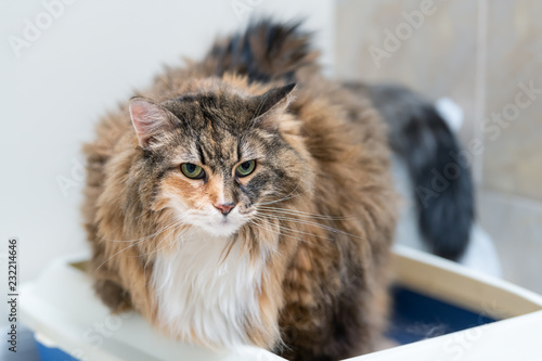 Calico maine coon cat overweight constipated sick trying to go to the bathroom in blue litter box at home sad looking eyes photo