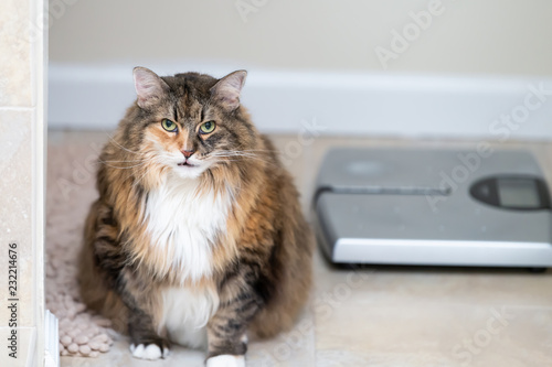 Bild auf Leinwand Calico maine coon cat sitting meowing, open mouth in bathroom room in house by w