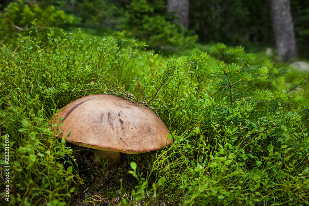 A large Porcini mushroom (Boletus edulis) growing in Medicine Bow National Forest, Wyoming, USA. A large Porcini mushroom (Boletus edulis) growing in Medicine Bow National Forest, Wyoming, USA.